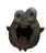 steamrot