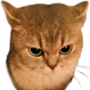 angycatgrrr