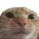 :catNoEars: