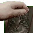 petthemuffin