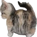 stupidcat