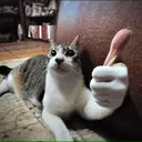 Catthumbsup