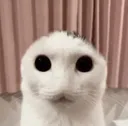 c_kat