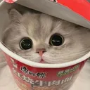 333cutecat