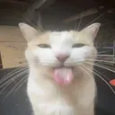 nini