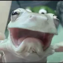 frog
