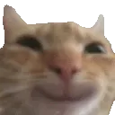 CatSmile
