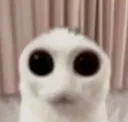 bigeyes