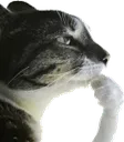 CatThink