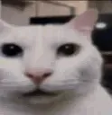 GatoPendejo