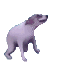 :dogdance: