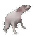 :bpop_dogmeme: