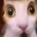 leak leak