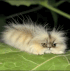 TS_Caterpillar Discord emoji