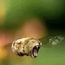 lionbee