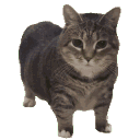 emoji_76 animated GIF emoji - Pawcord 🐾