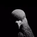 stare stare