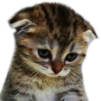 :catrdk: