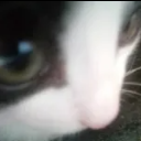 :cat_RDE: