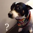 ConfusedSquirrel