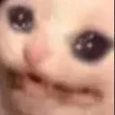 catcri