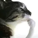 novaHMM