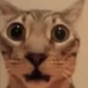 guh