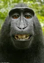 monkey