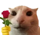 :cat_request:
