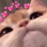 dlc_lovecat