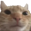 LSScatcrunch