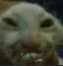 catfrown catfrown