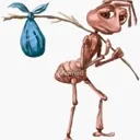 ant