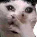 oopCAT oopCAT