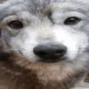 pawtism