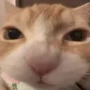 catNom