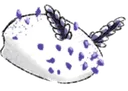 Bnuy