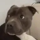 stare