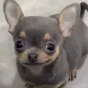 chihuahuasmirk