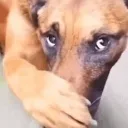 StinkyRindoAlert