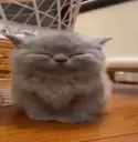 veryhappycat