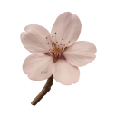 008_nf2u_blossom Discord emoji