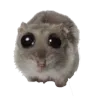 hamsterPwease
