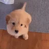 wruf