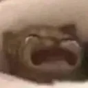 sad_kitty