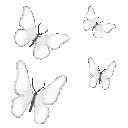 012_WhiteButterflys