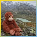 Monky