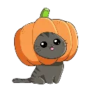 10567pumpkincat