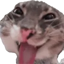 cattongue cattongue