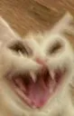 18103catahhaha